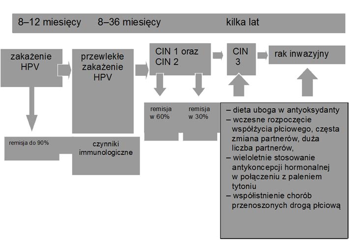 Etiopatogeneza śródnabłonkowej neoplazji i raka inwazyjnego szyjki macicy oraz rola wirusów HPV w tym procesie
